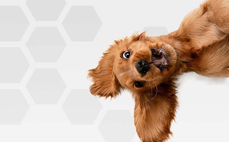 Celebrating the Best Advertising Pets on National Pet Day - Swarm Agency Celebrating the Best Advertising Pets on National Pet Day - Swarm Agency